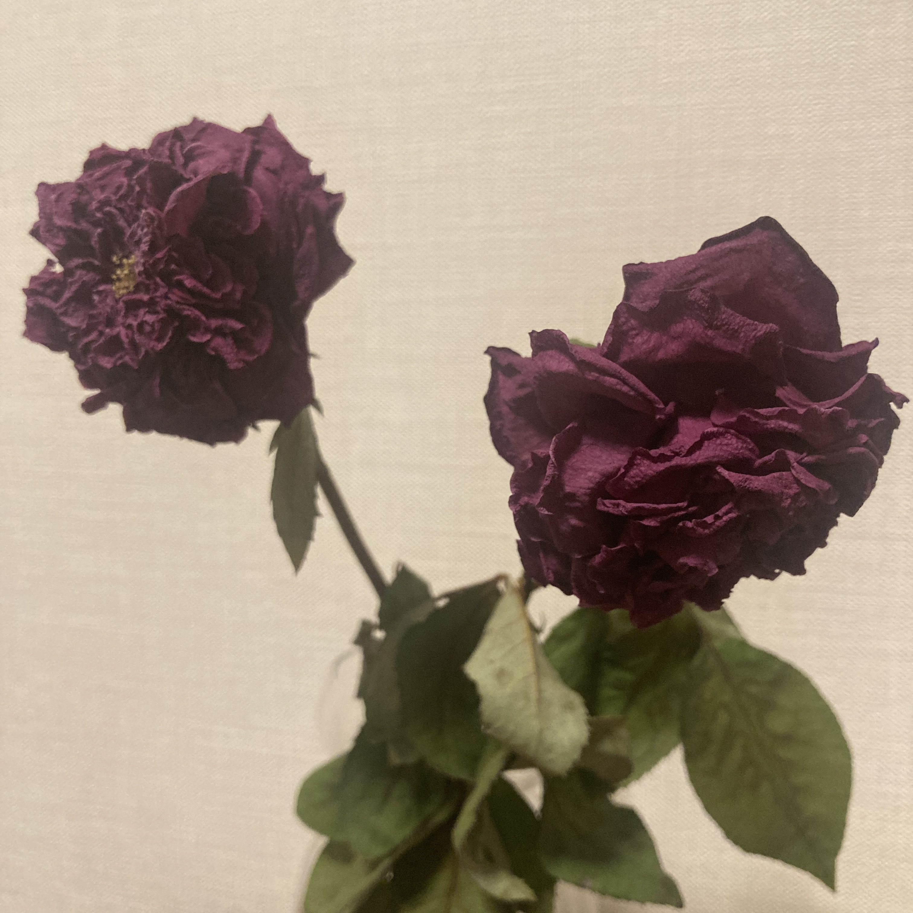綺麗に枯れた花