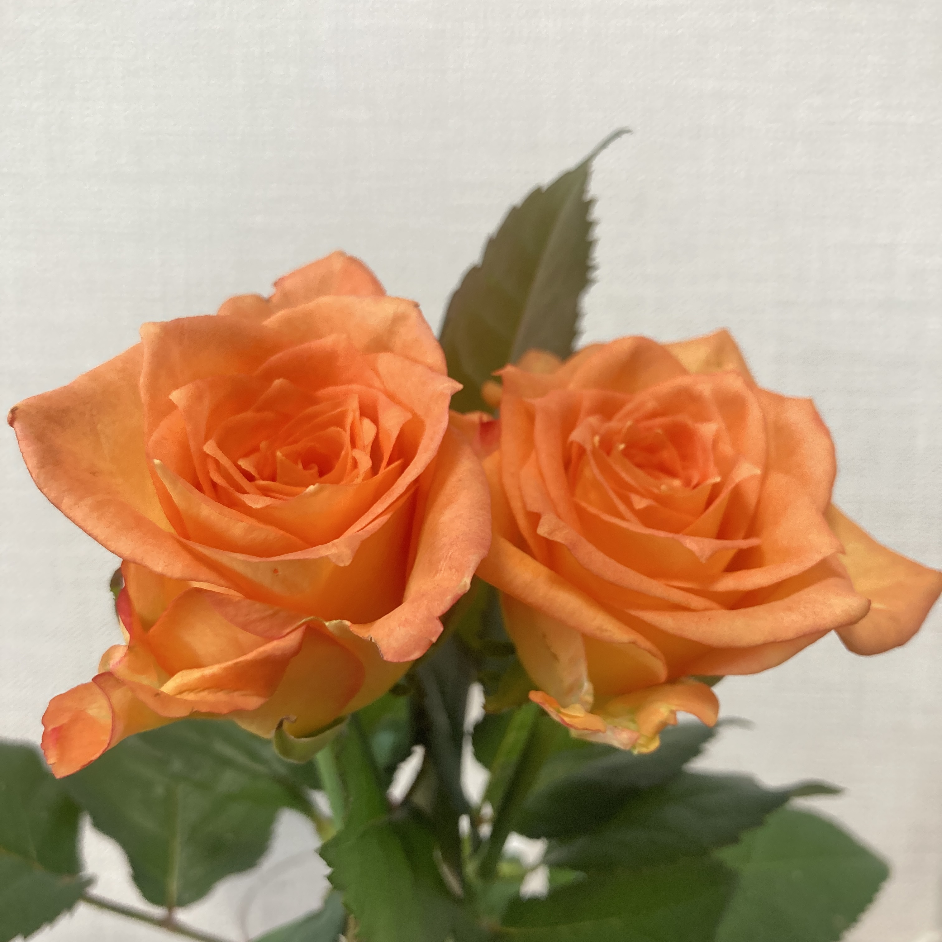 4月のバラ