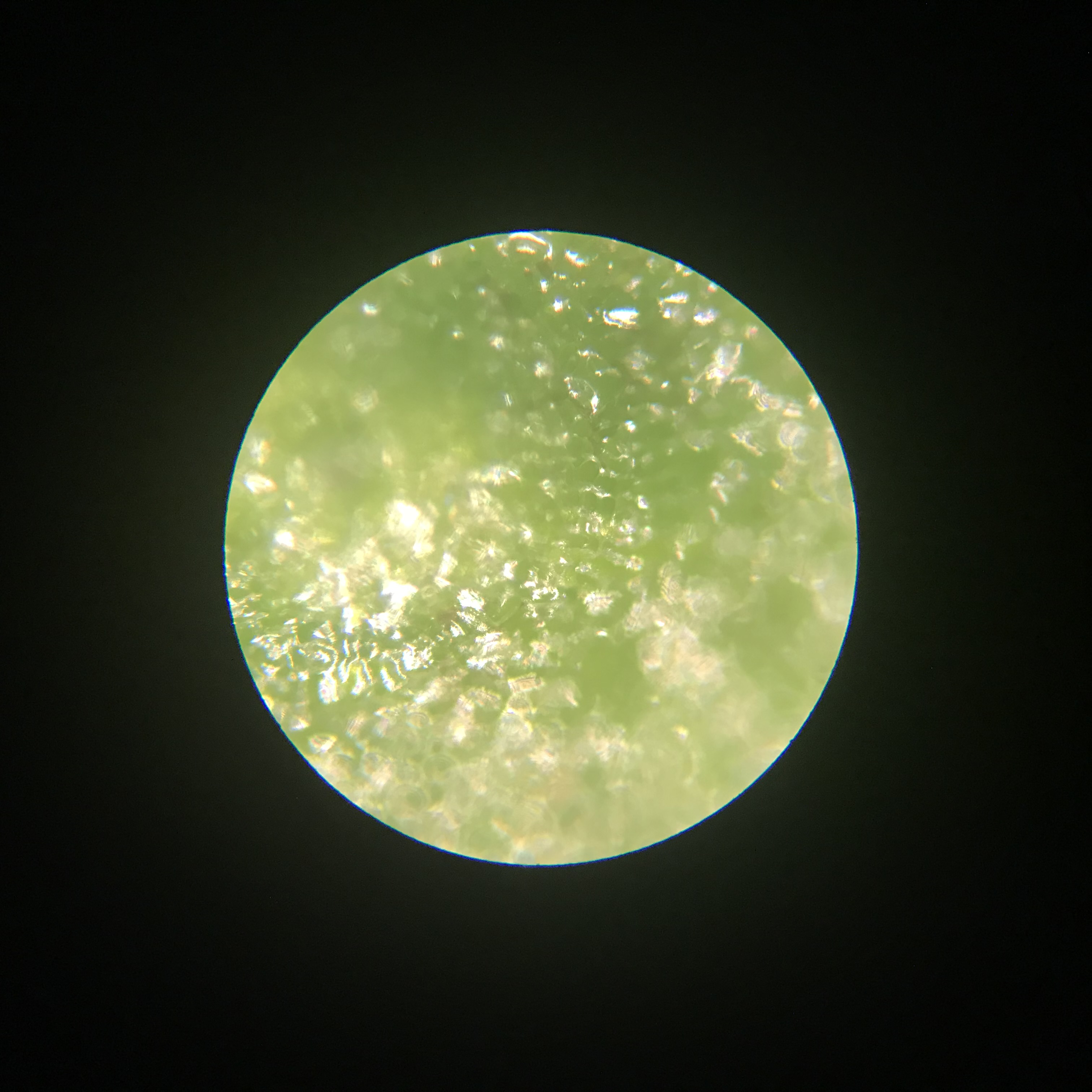 このmicroplanetsは？