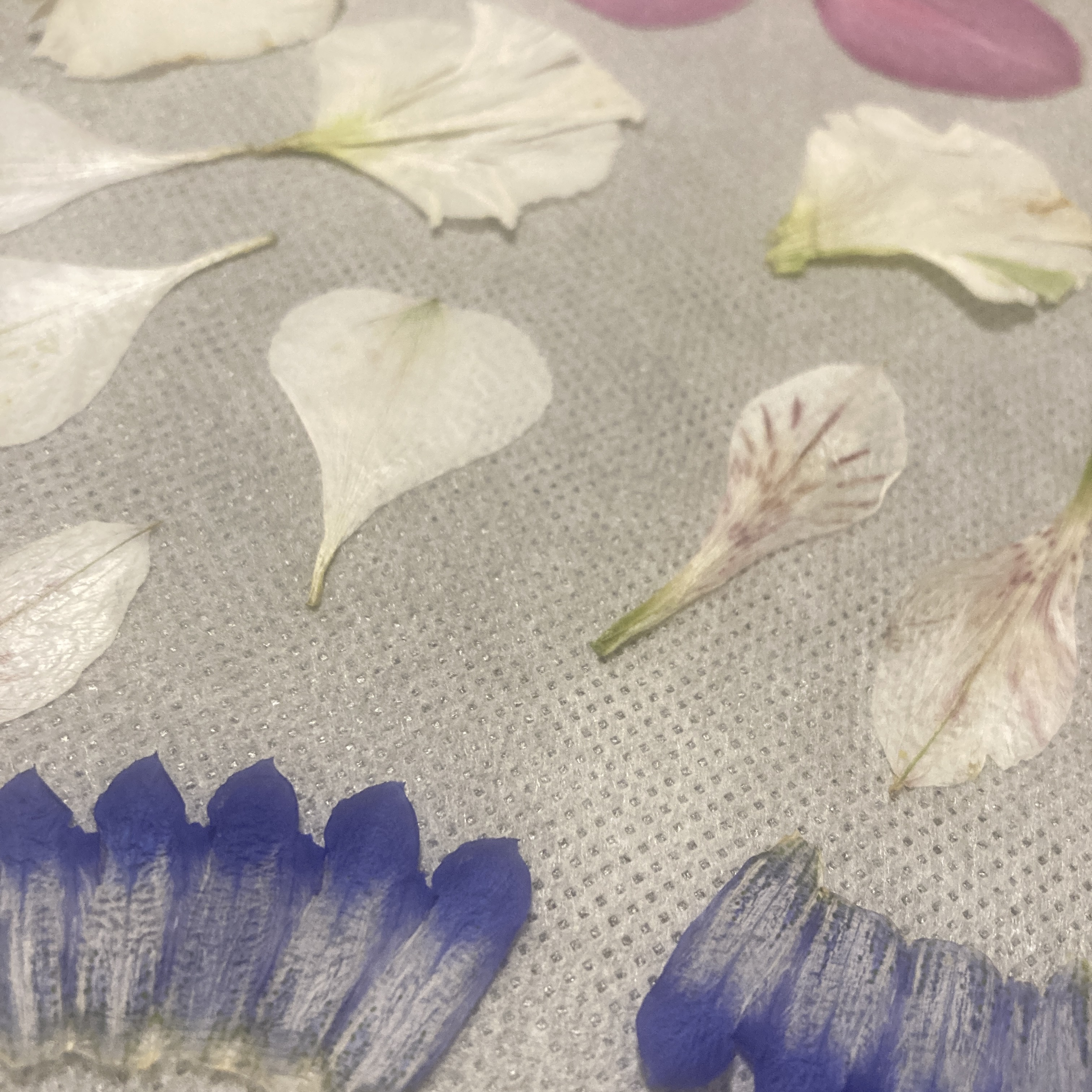 押し花制作中