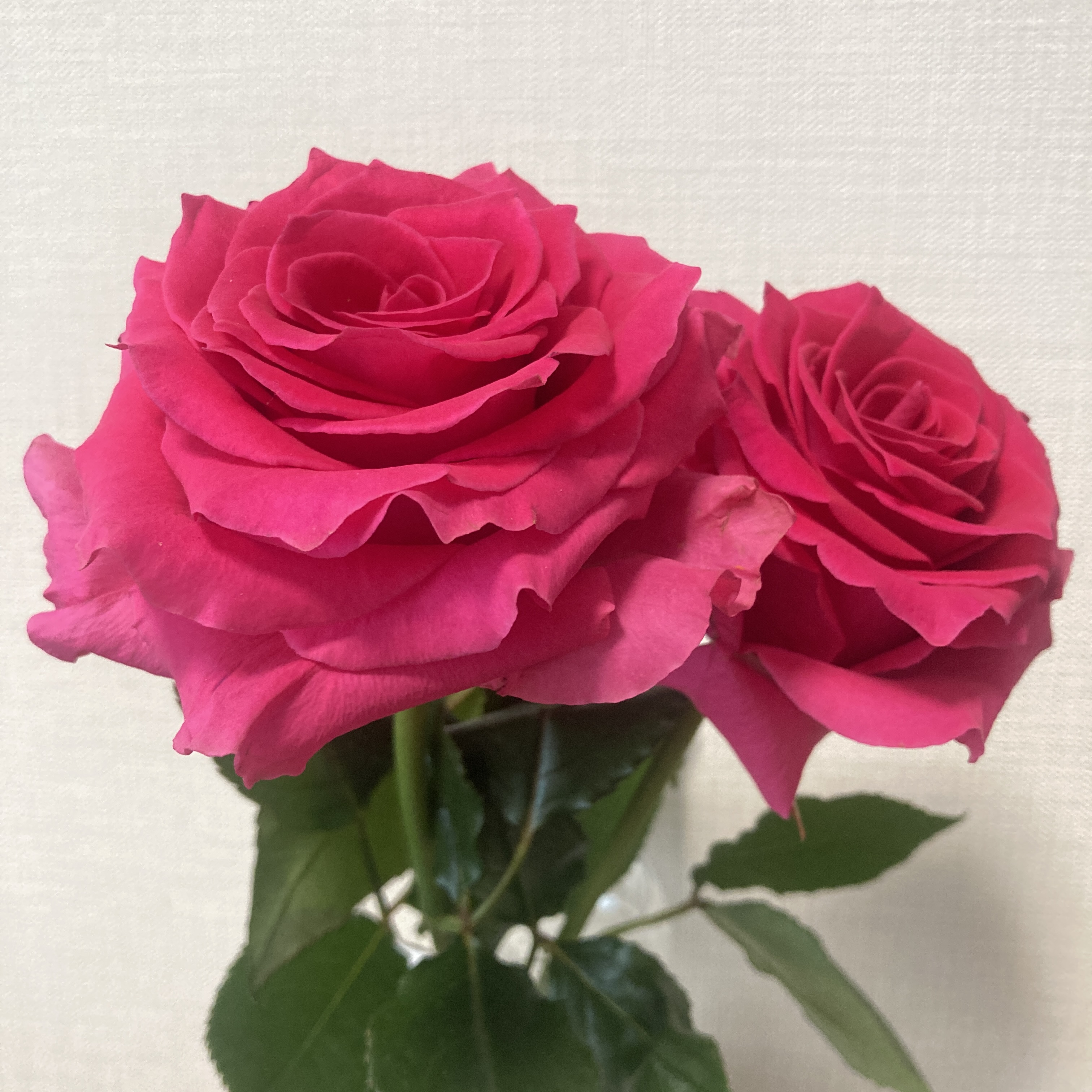 3月のバラ