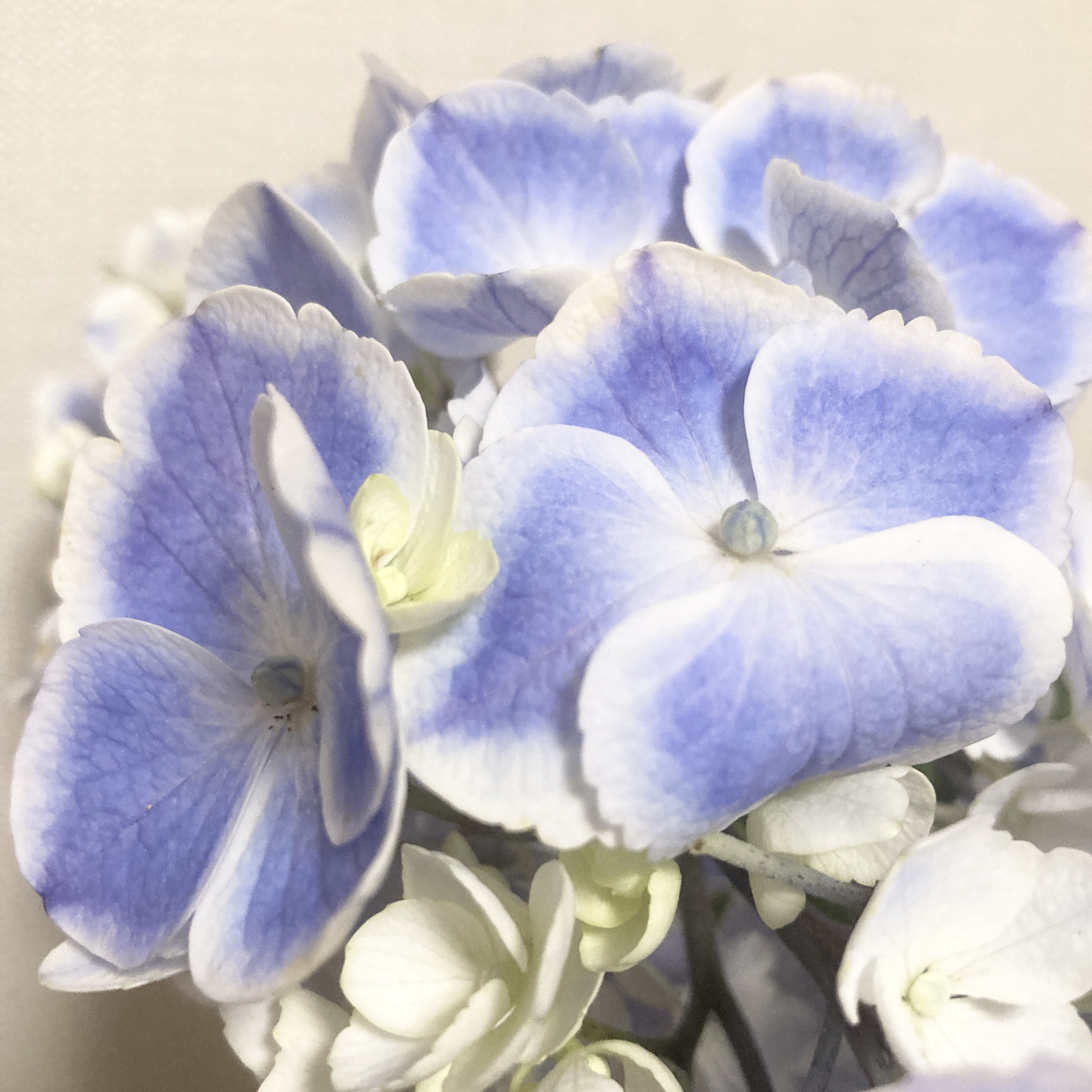 今年の紫陽花