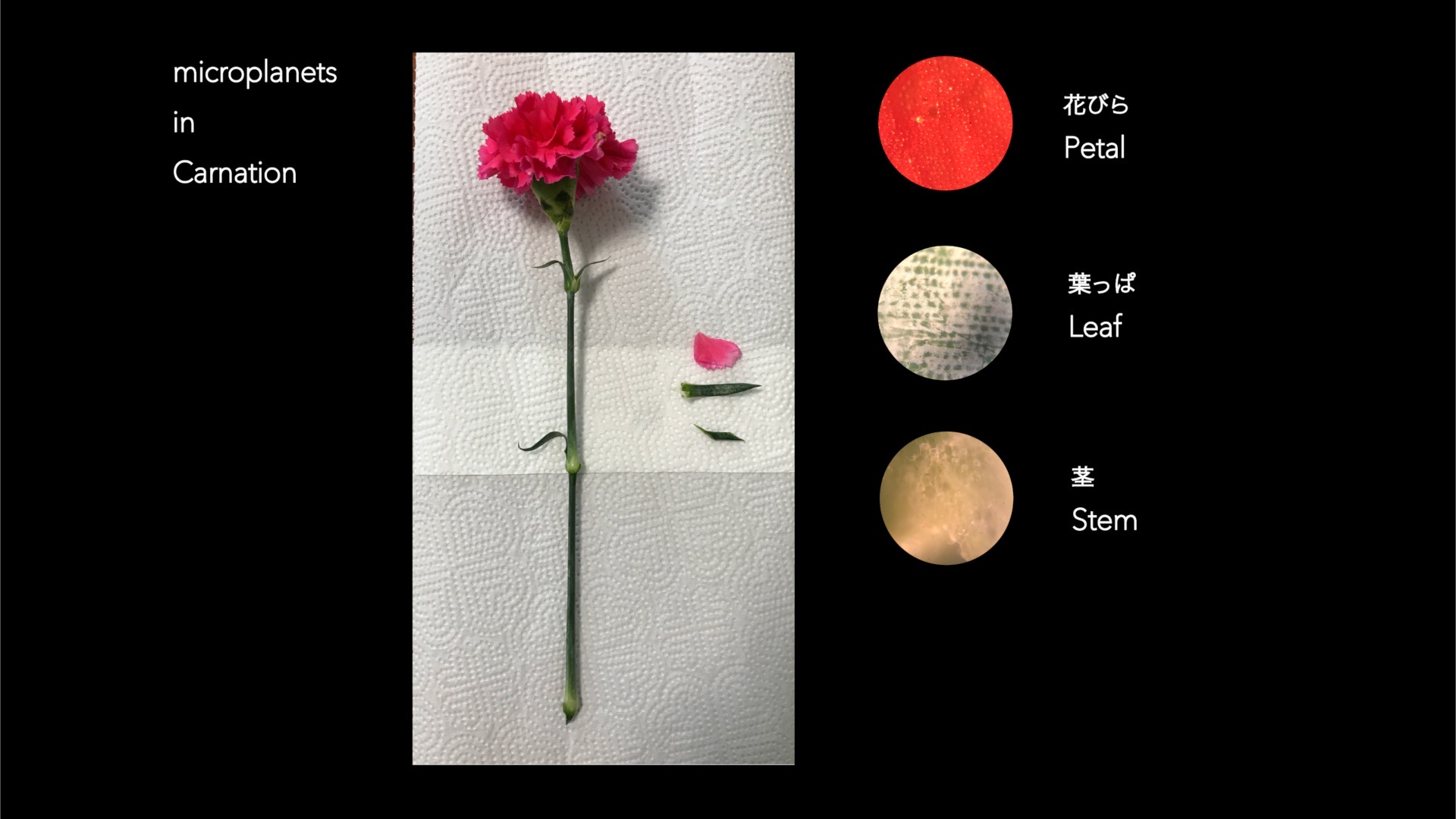 個展のテーマ