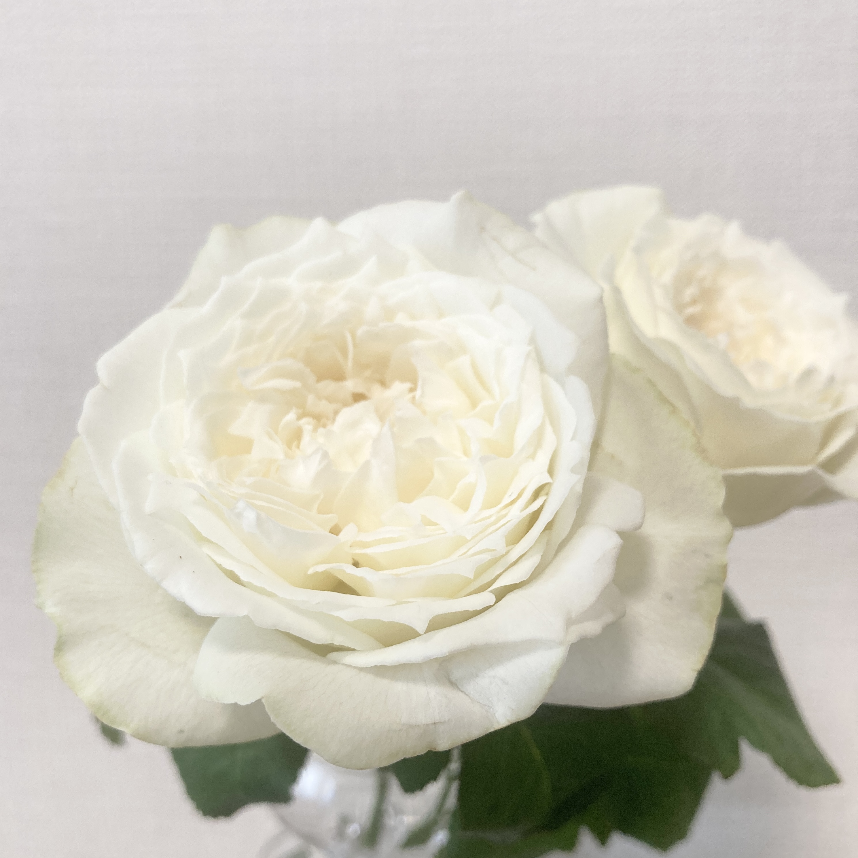 7月のバラ