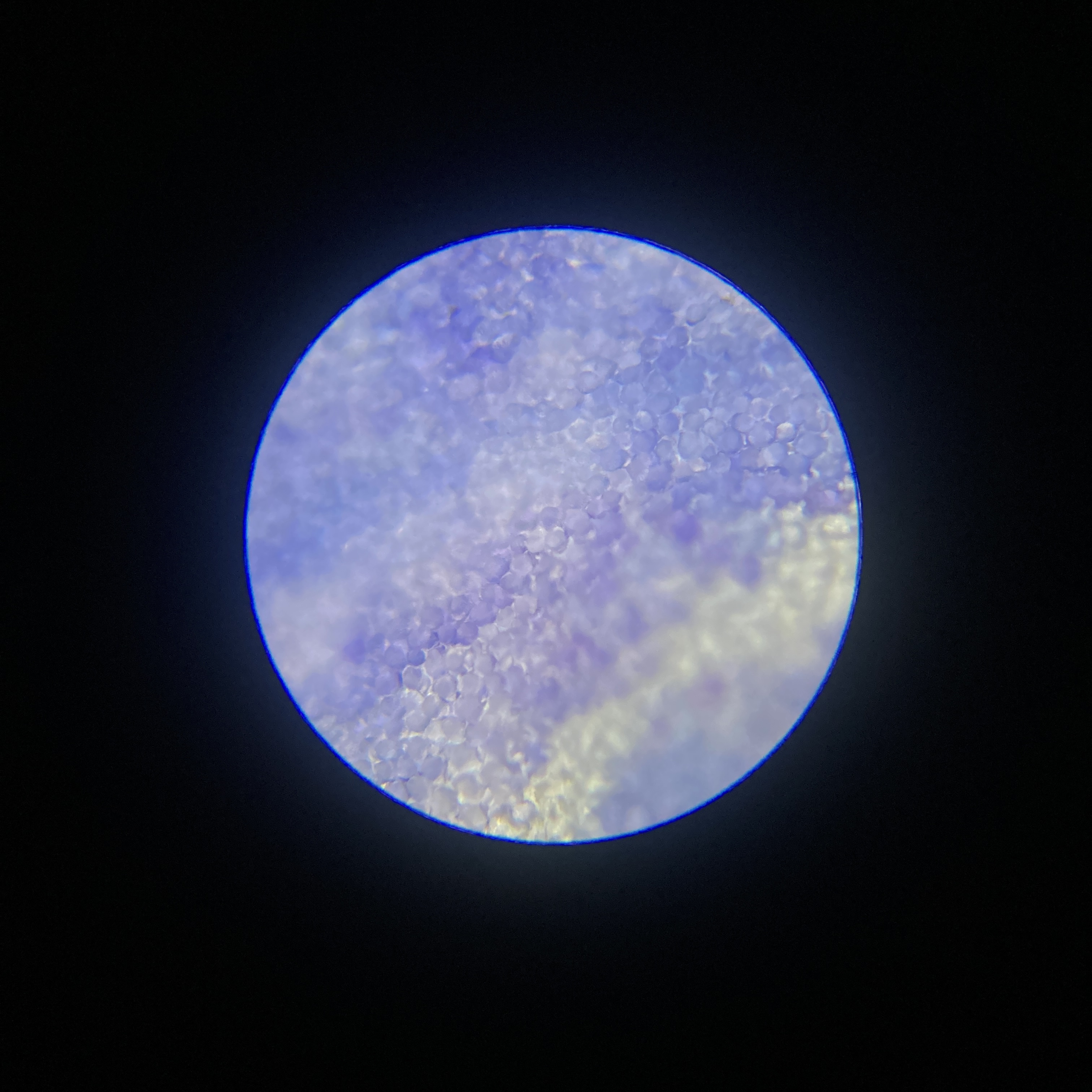 夏のmicroplanetsクイズ⑤