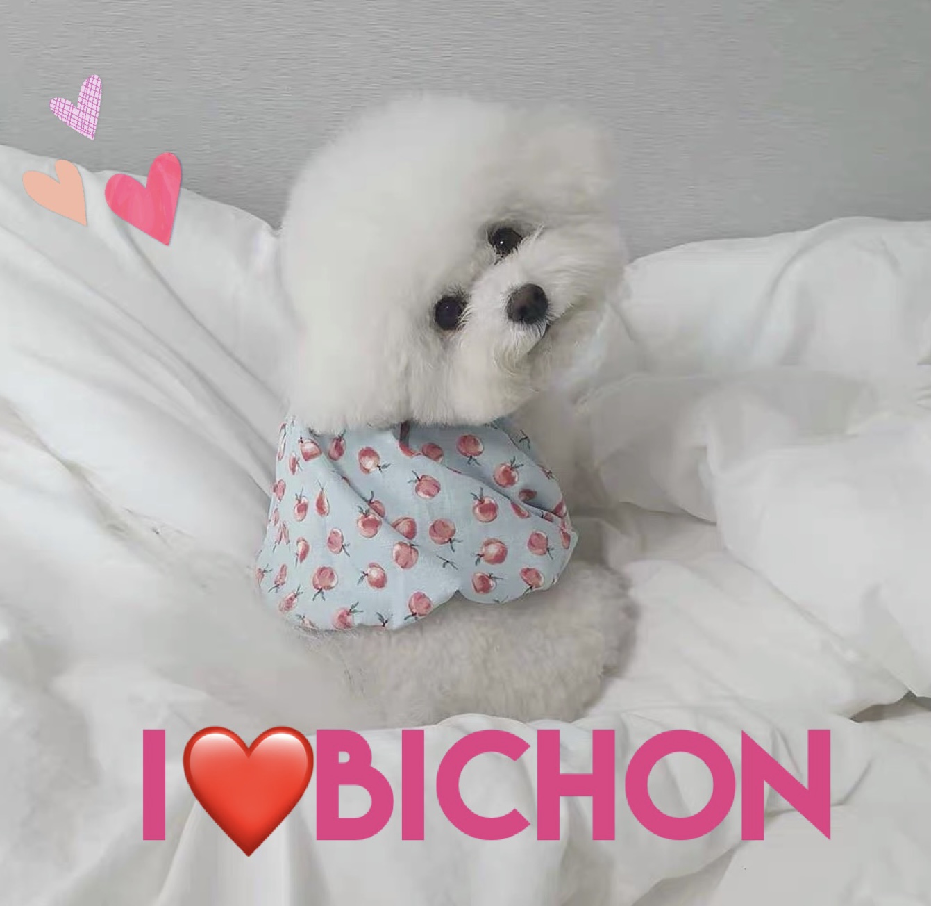 I❤️bichon 