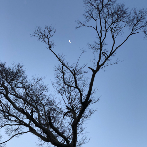 免疫力☆彡