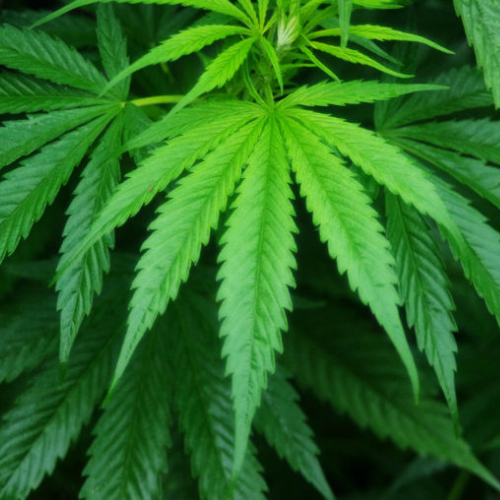 そもそも大麻とは何か？？？