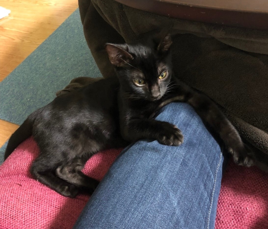 子猫時代のルルちゃん