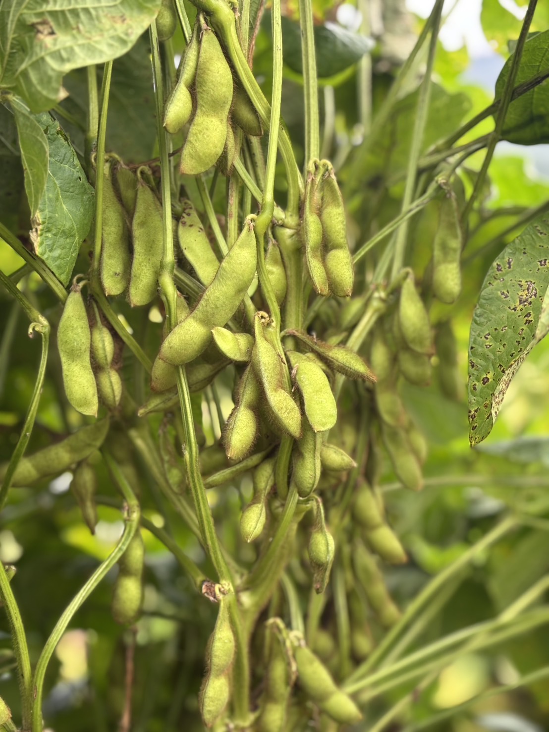 販売開始になりました🫛