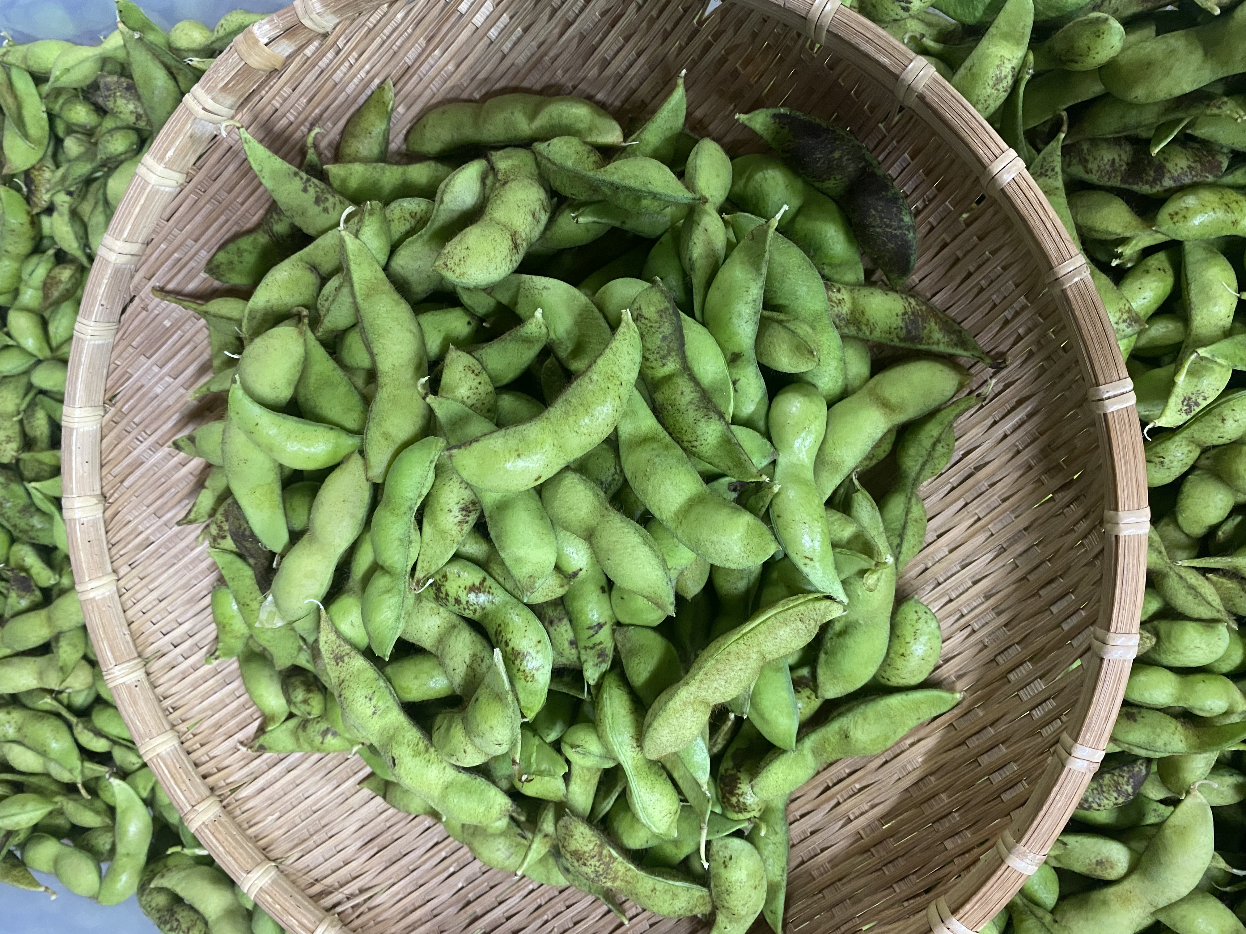 黒枝豆の最盛期になりました🫛