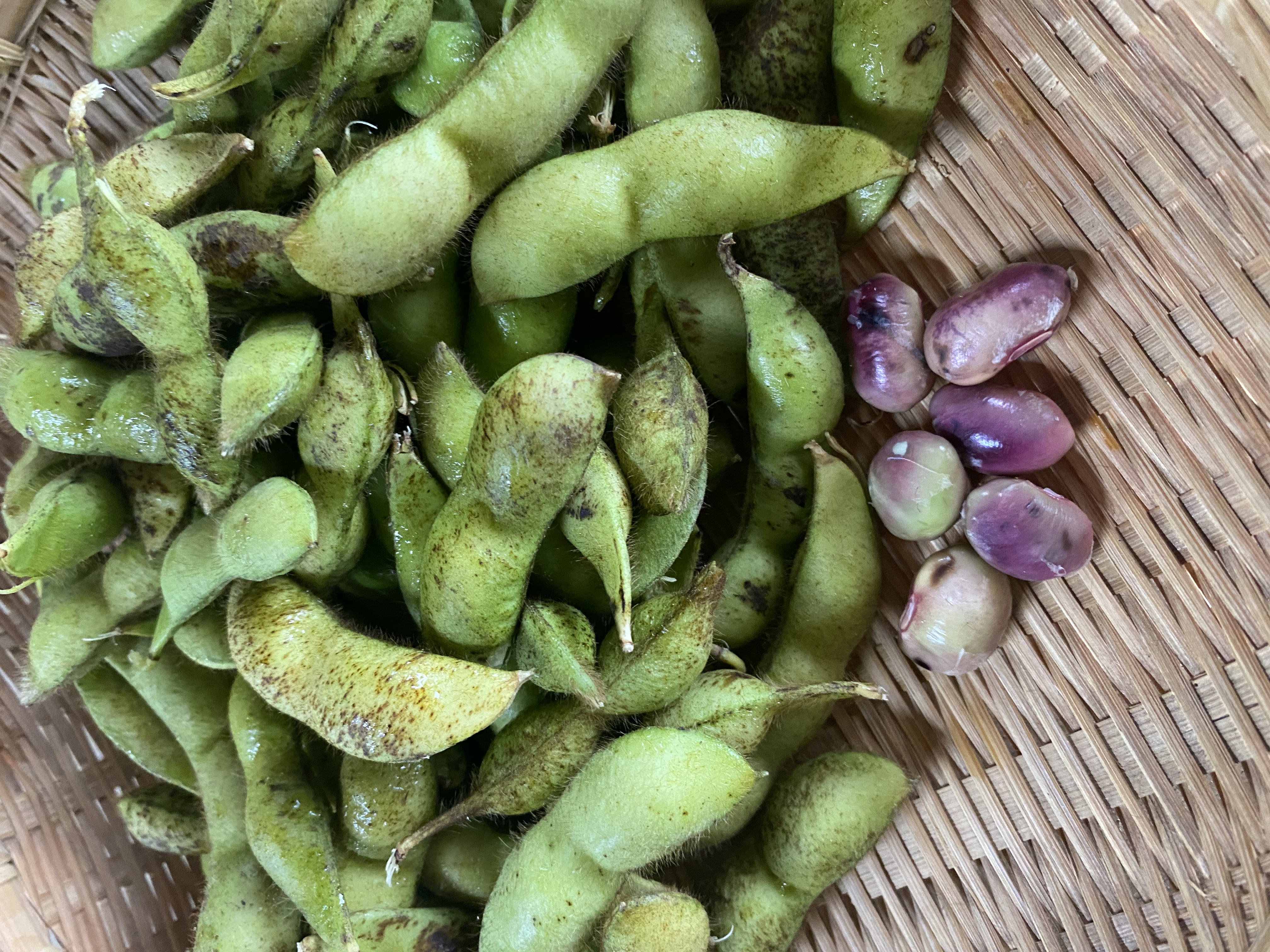 晩期のモチモチ黒枝豆です🫛