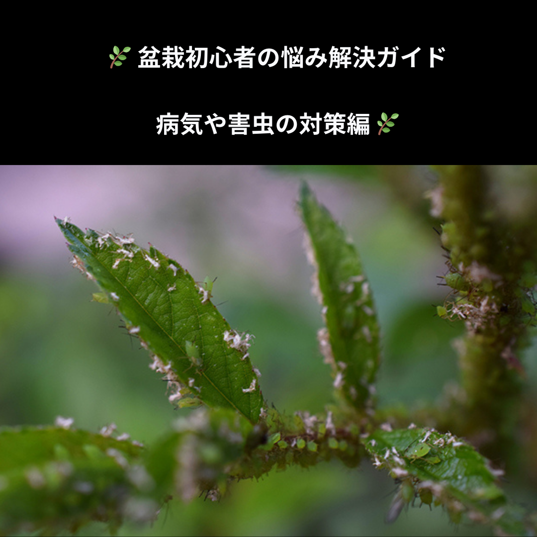 盆栽初心者の悩み解決ガイド：病気や害虫の対策編