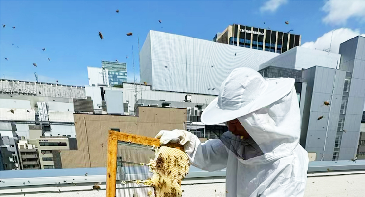 はじめまして「秋葉原みつば養蜂です