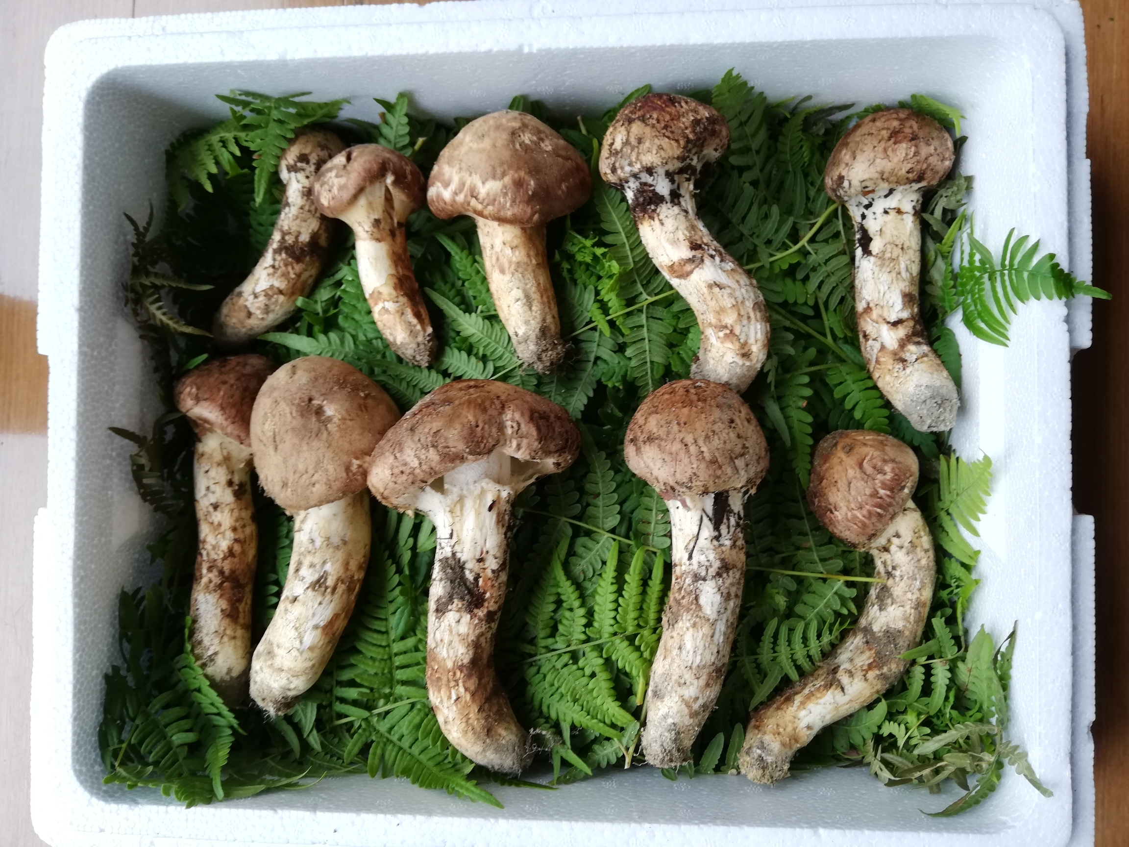 採れる本数が減ってきました