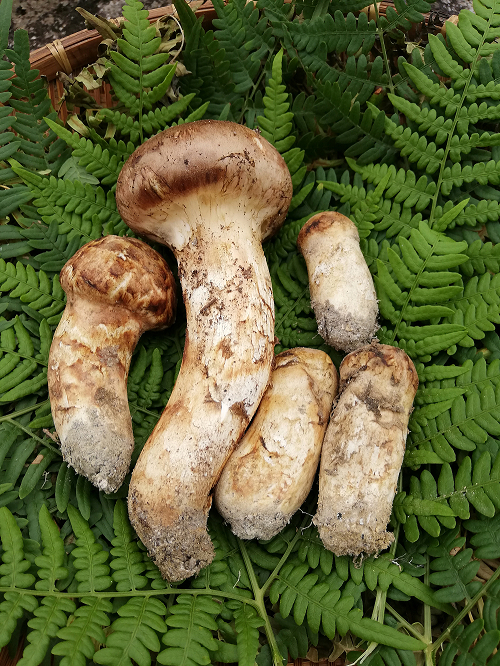 【松茸の販売を開始いたします 10/6】