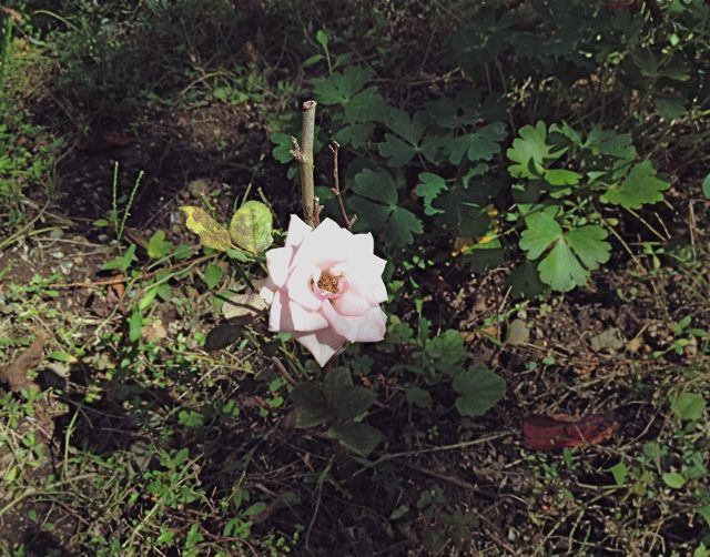 一輪の薄いピンクのミ二薔薇