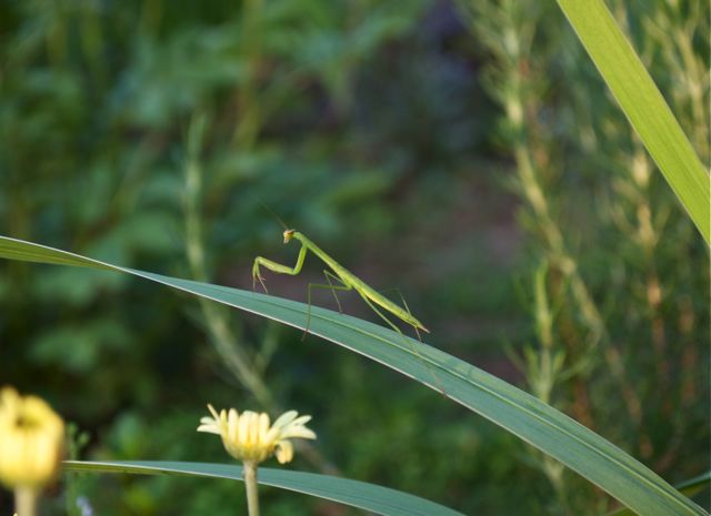 夏の植物となかまたち