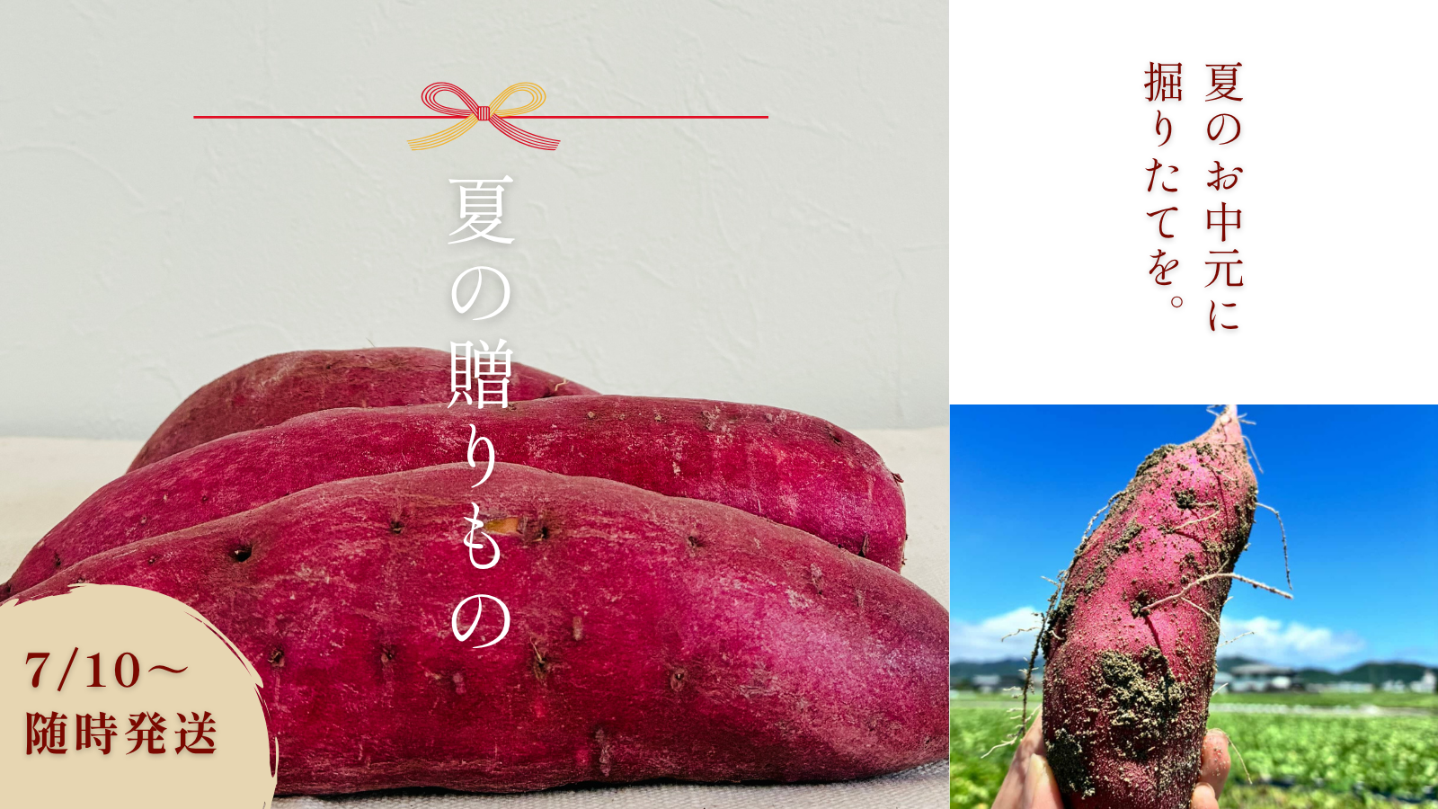 夏のお中元に新芋を贈りませんか？ 徳島県産なると金時の魅力と選び方