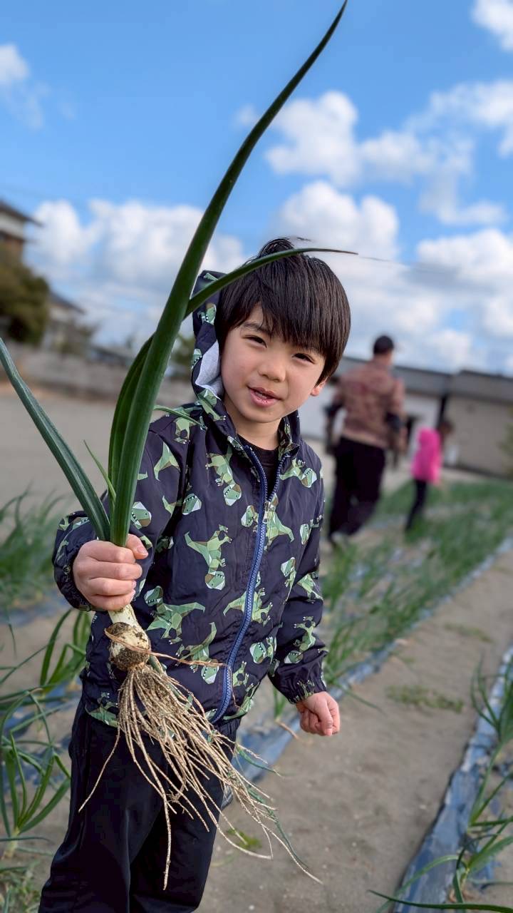 葉玉ねぎの収穫体験