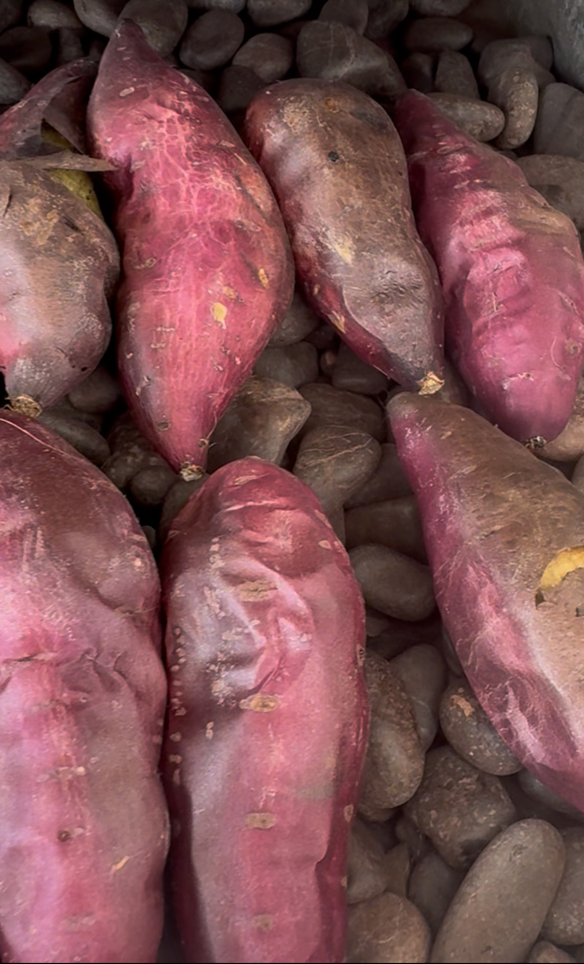 熟成なると金時、マルシェで販売開始しました!(ECは10/1から販売開始)