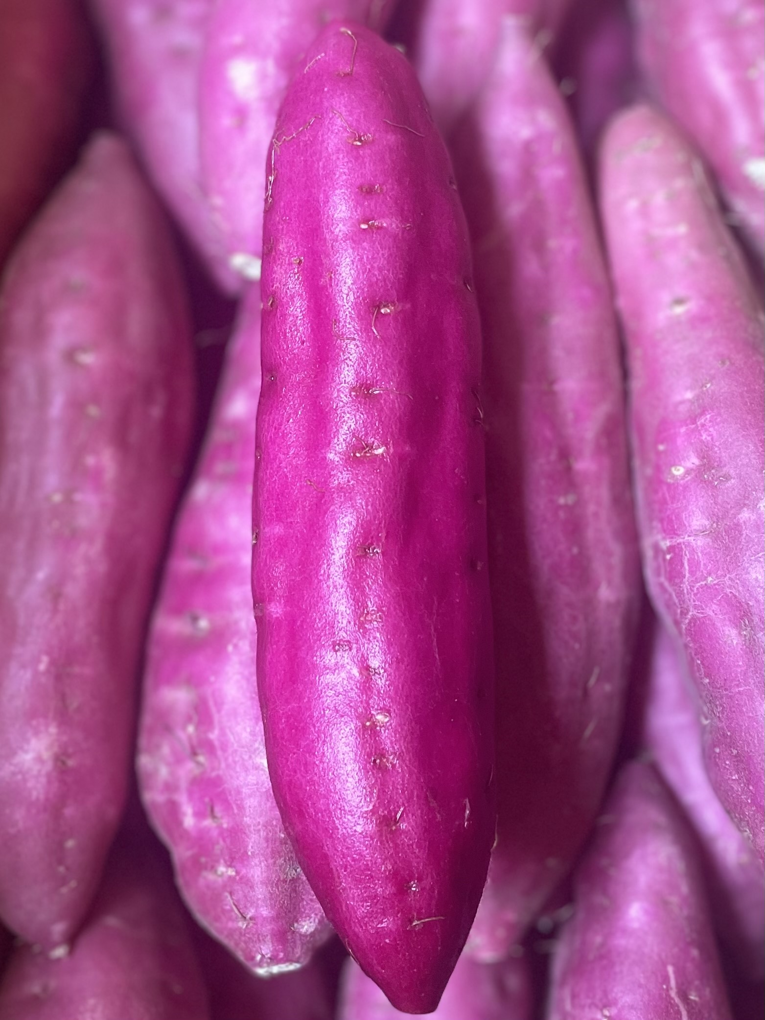 熟成芋の焼き芋、9月28日から販売開始!