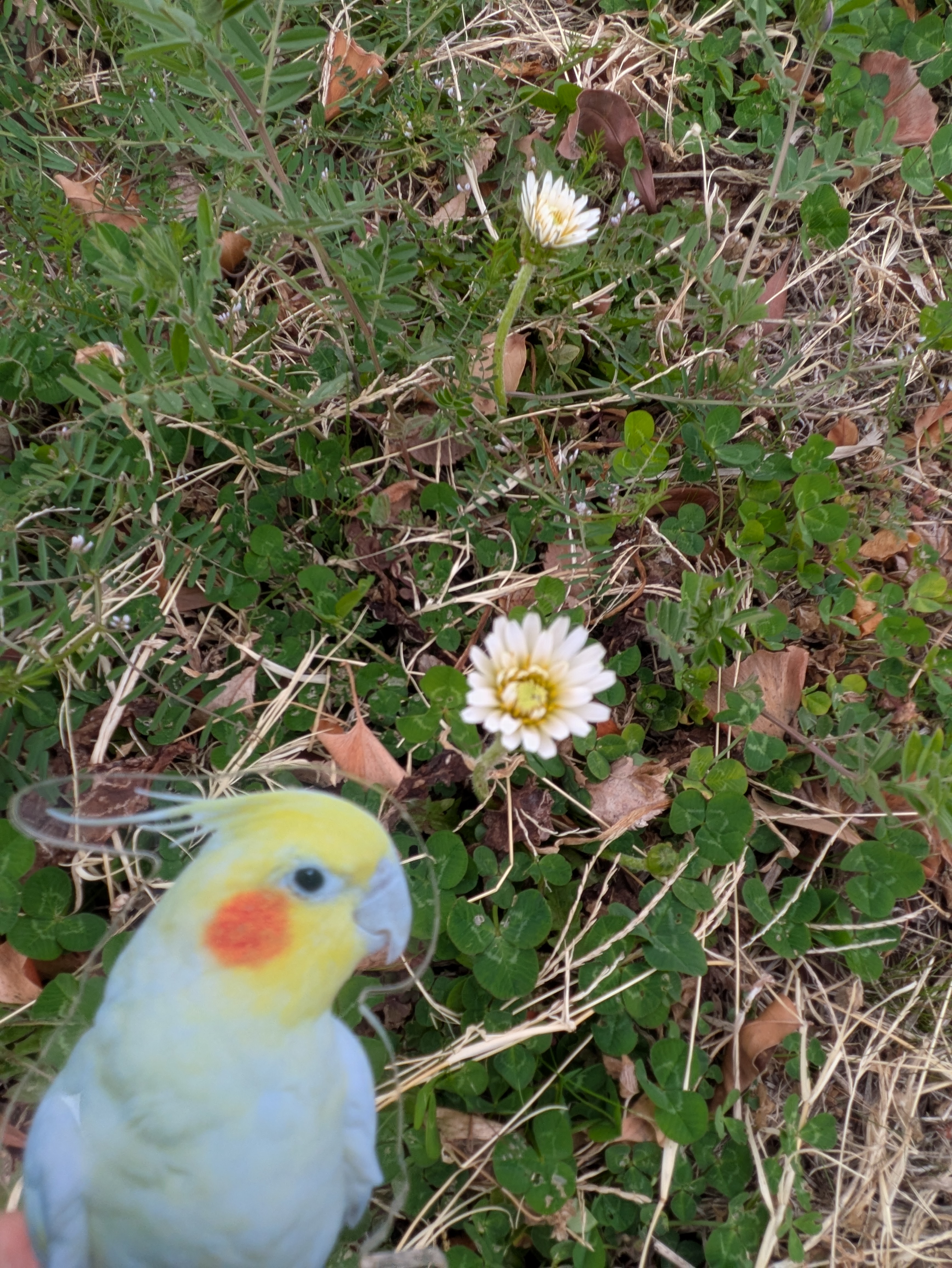 4月5日(日)はお休みします