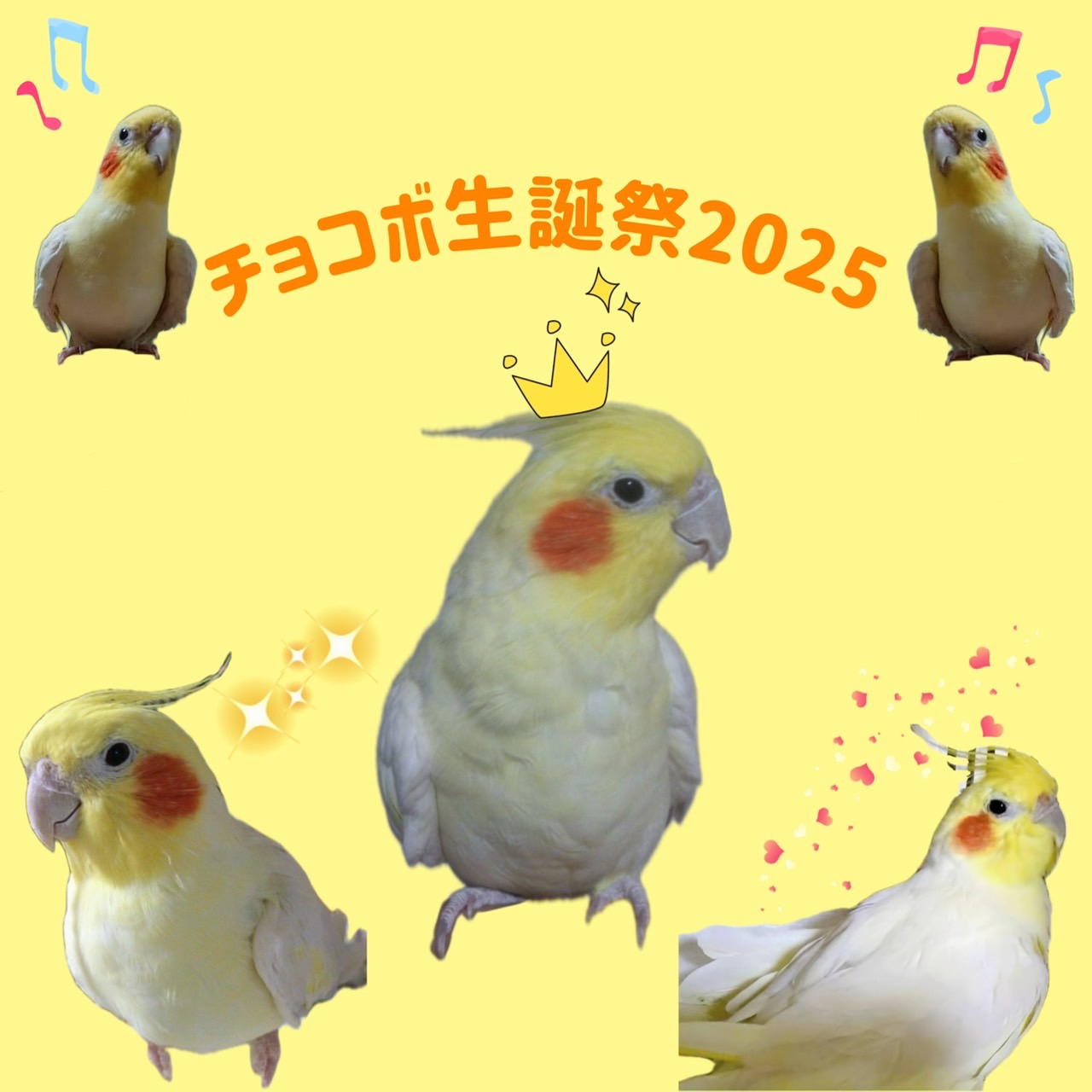 チョコボ生誕祭のお知らせ