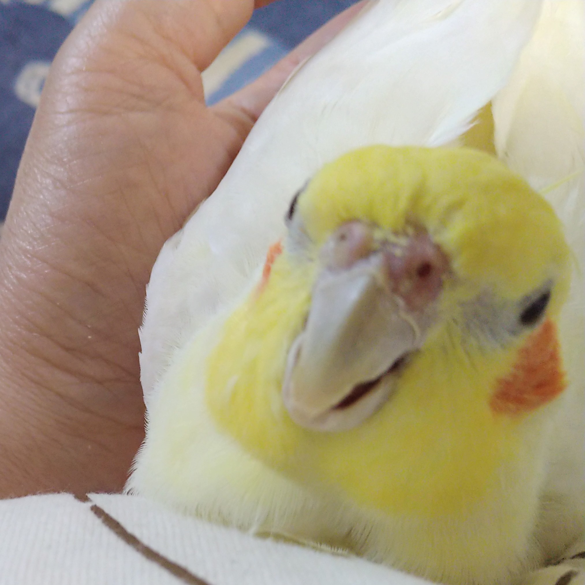 愛鳥週間なので