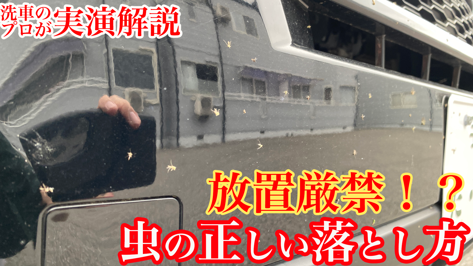 【必見】虫汚れについて徹底解説！洗車のプロ直伝・虫汚れを安心安全に落とす方法を大公開！