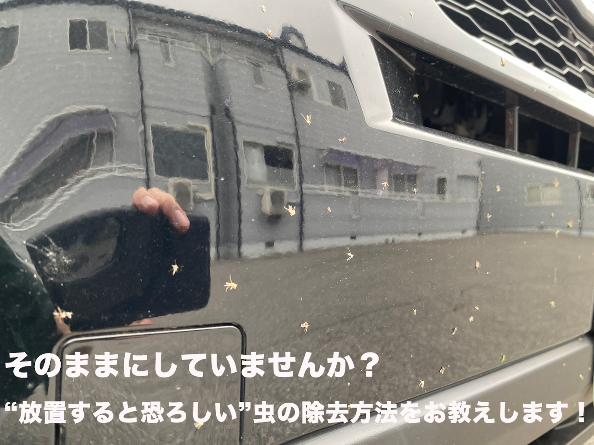 放置すると危険！？固着した虫の正しい除去方法をご紹介！