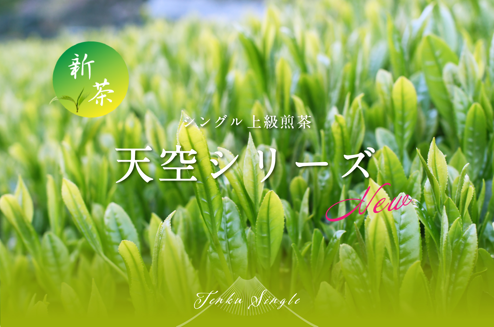 ★2024新茶★各限定50本【天空シリーズ】上級煎茶5品種販売スタート！