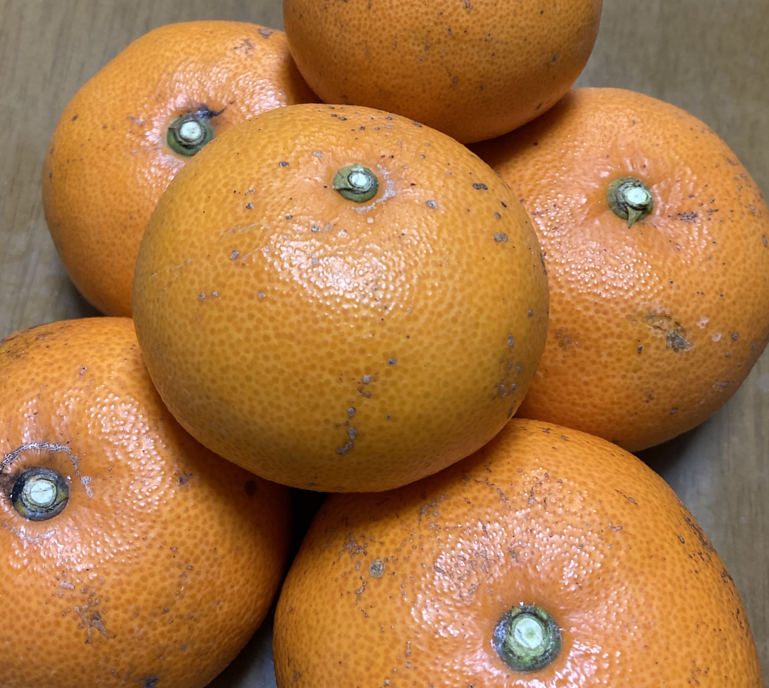せとかみかん販売スタート