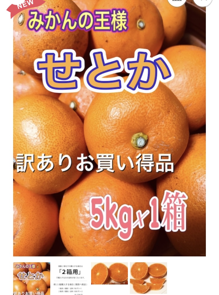 せとかみかん収穫　今月末予定