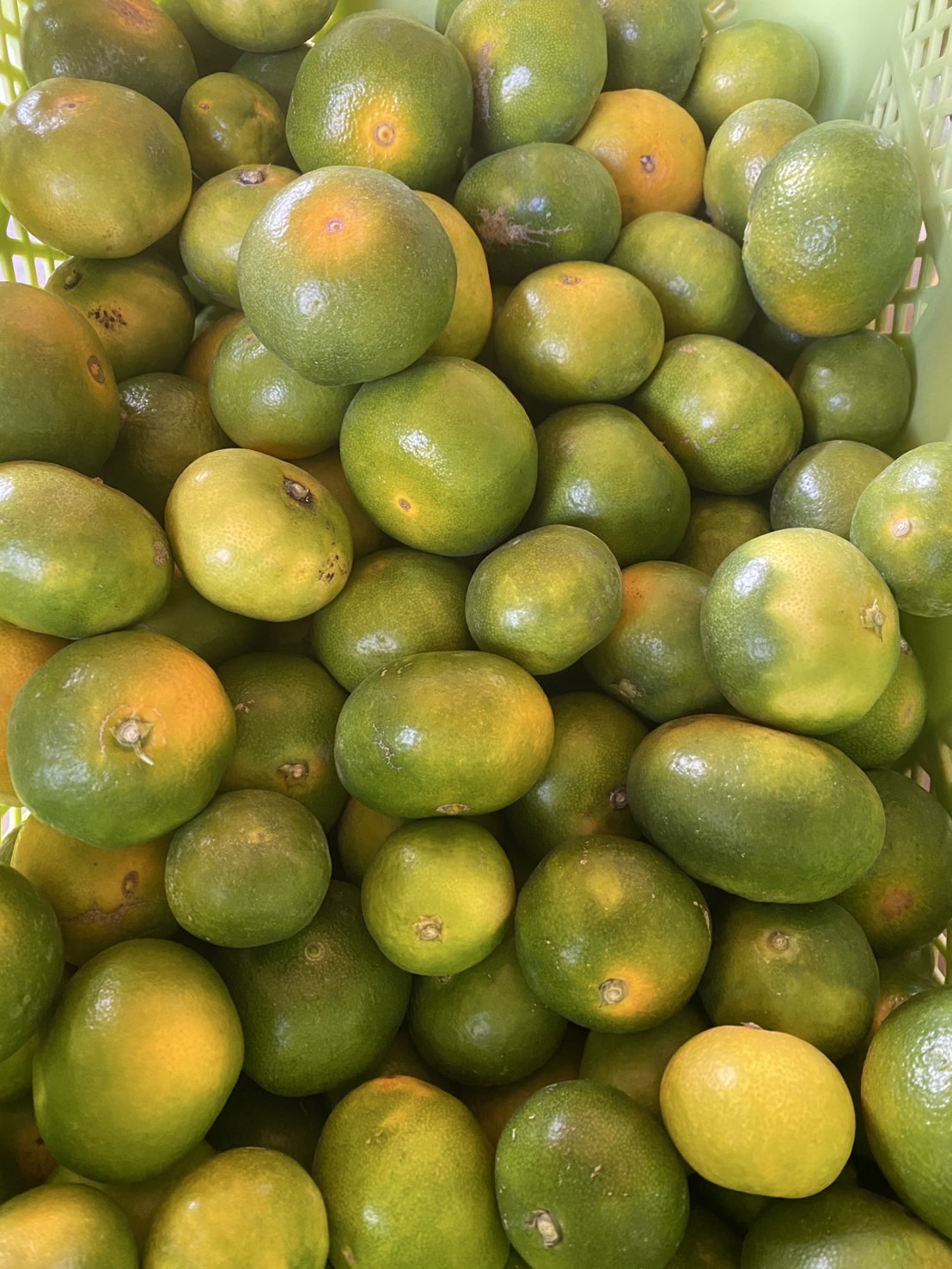 三重ブランド　みかん