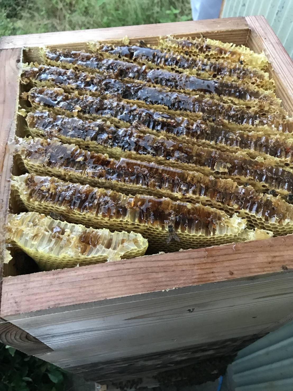 今年からチャレンジ