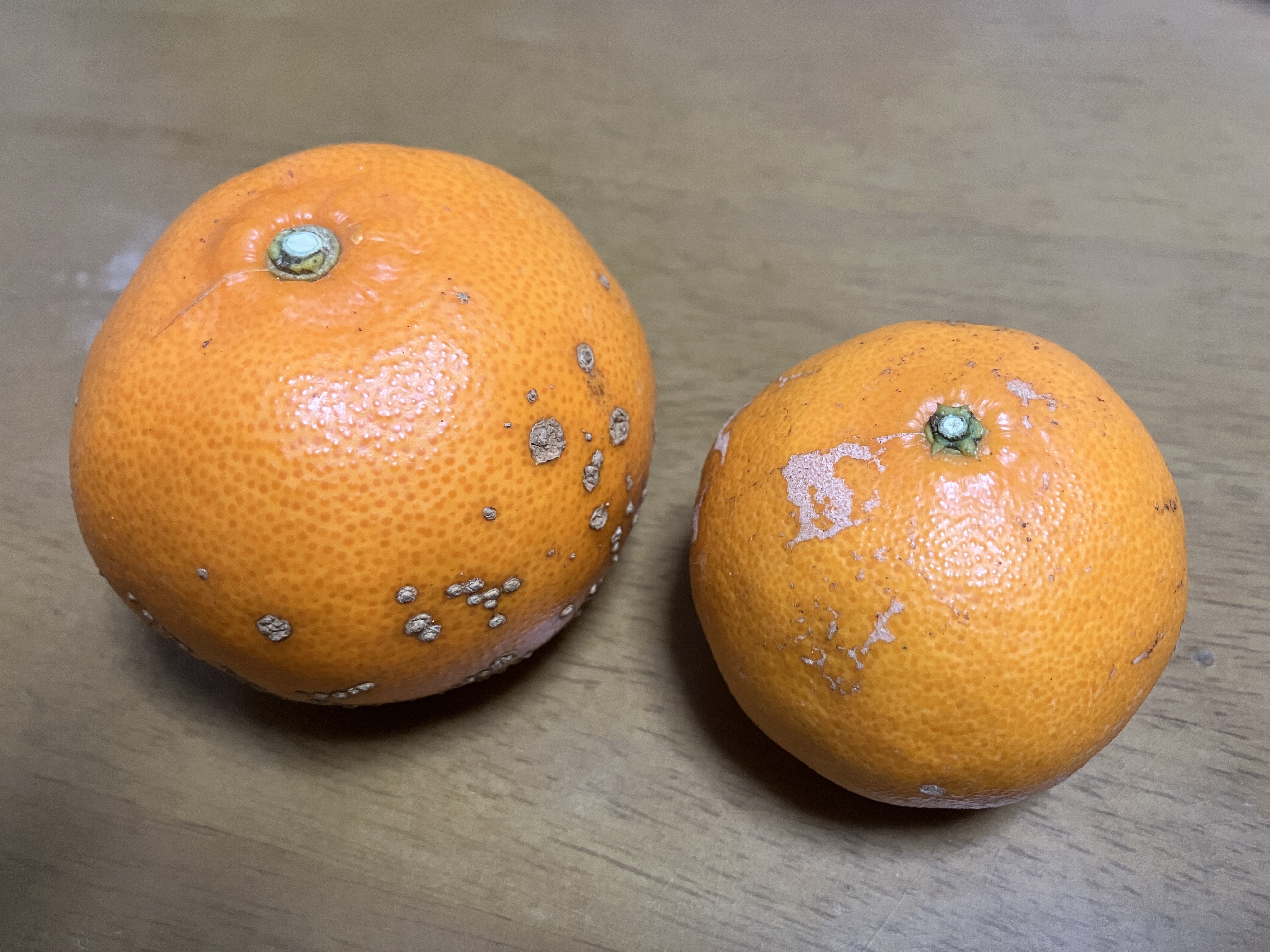 みかんの王様　せとかみかん収穫
