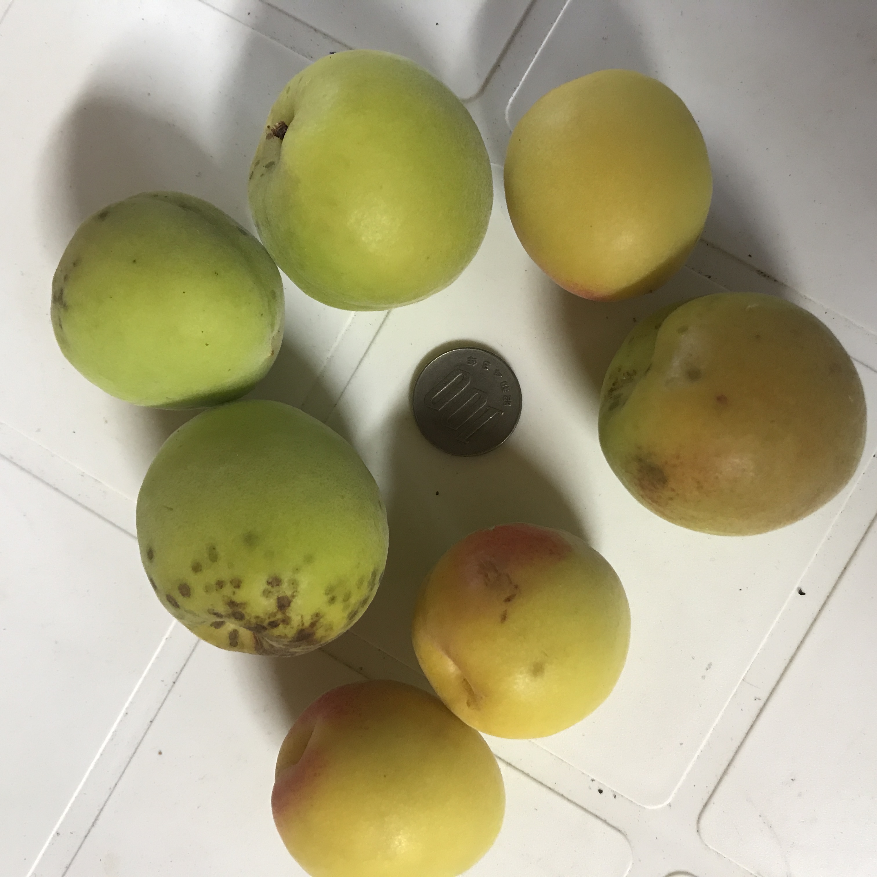 南高梅