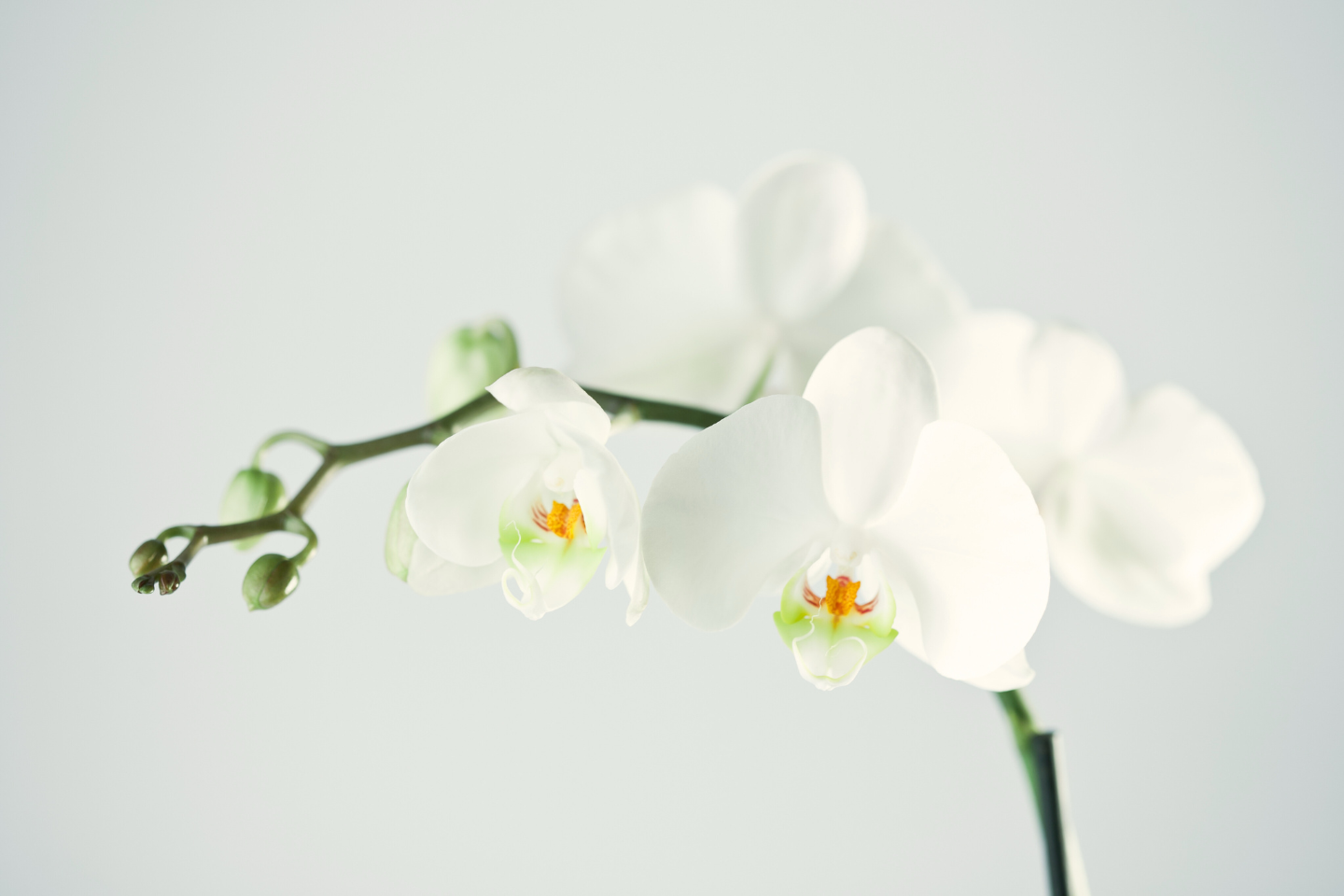 年末のご挨拶｜健やかで穏やかなひとときを