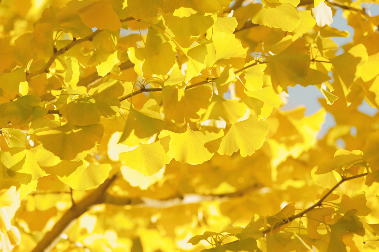 秋のはじまり、できることから整えよう