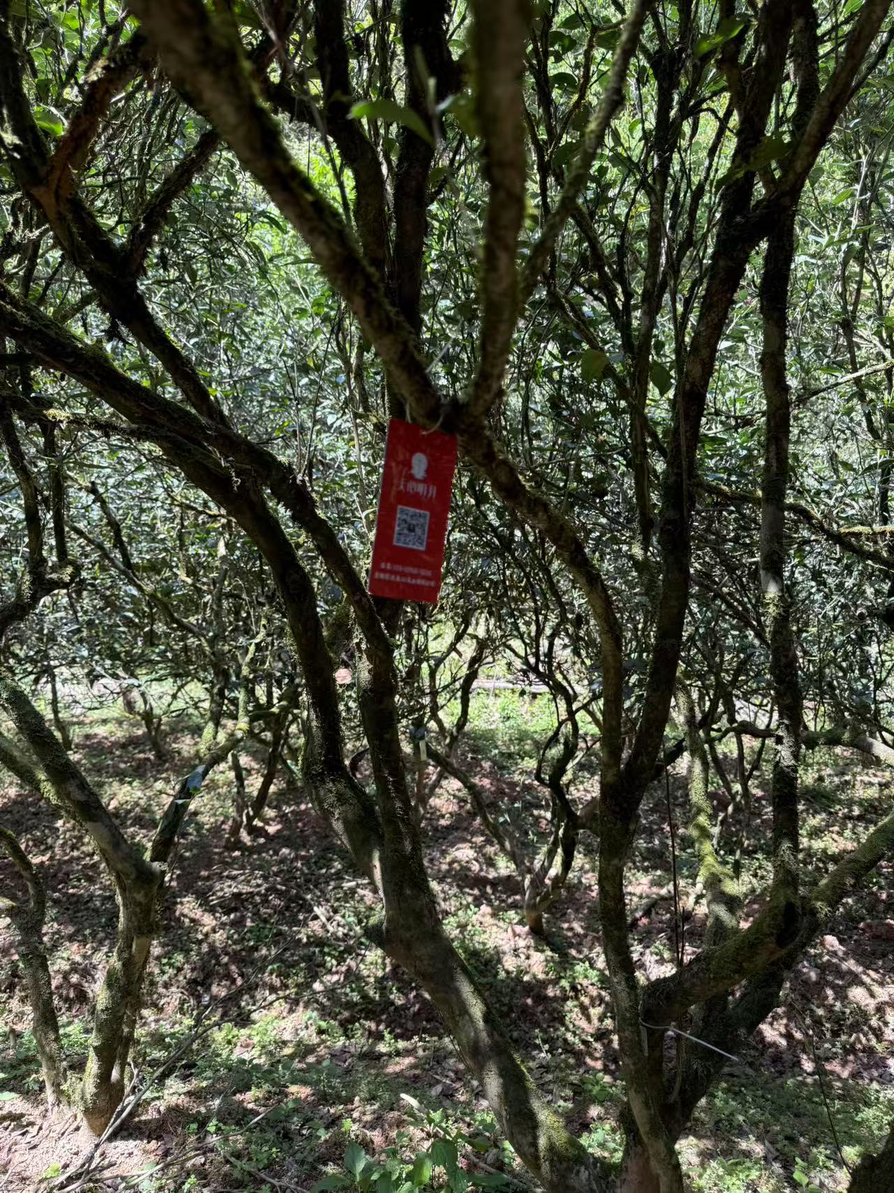 武夷山・古井の正岩茶──受け継がれた山場と流通事情