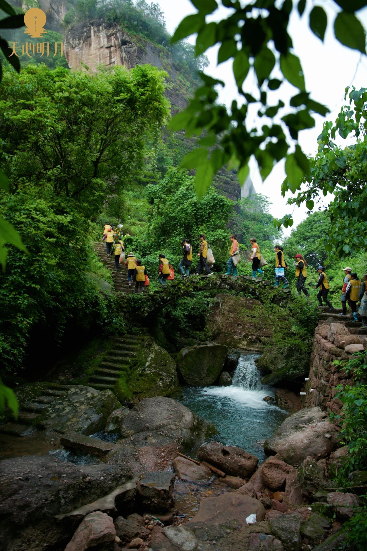 武夷岩茶はなぜ春茶だけを作るのか