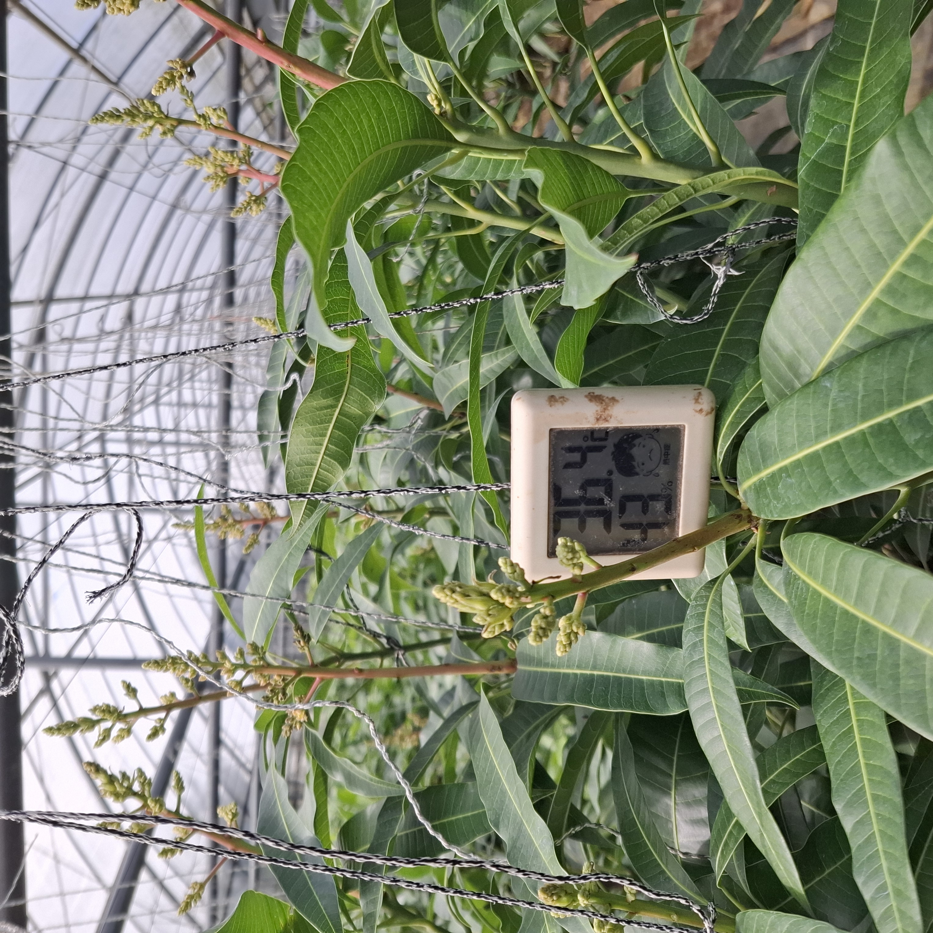36℃のハウス内‼️