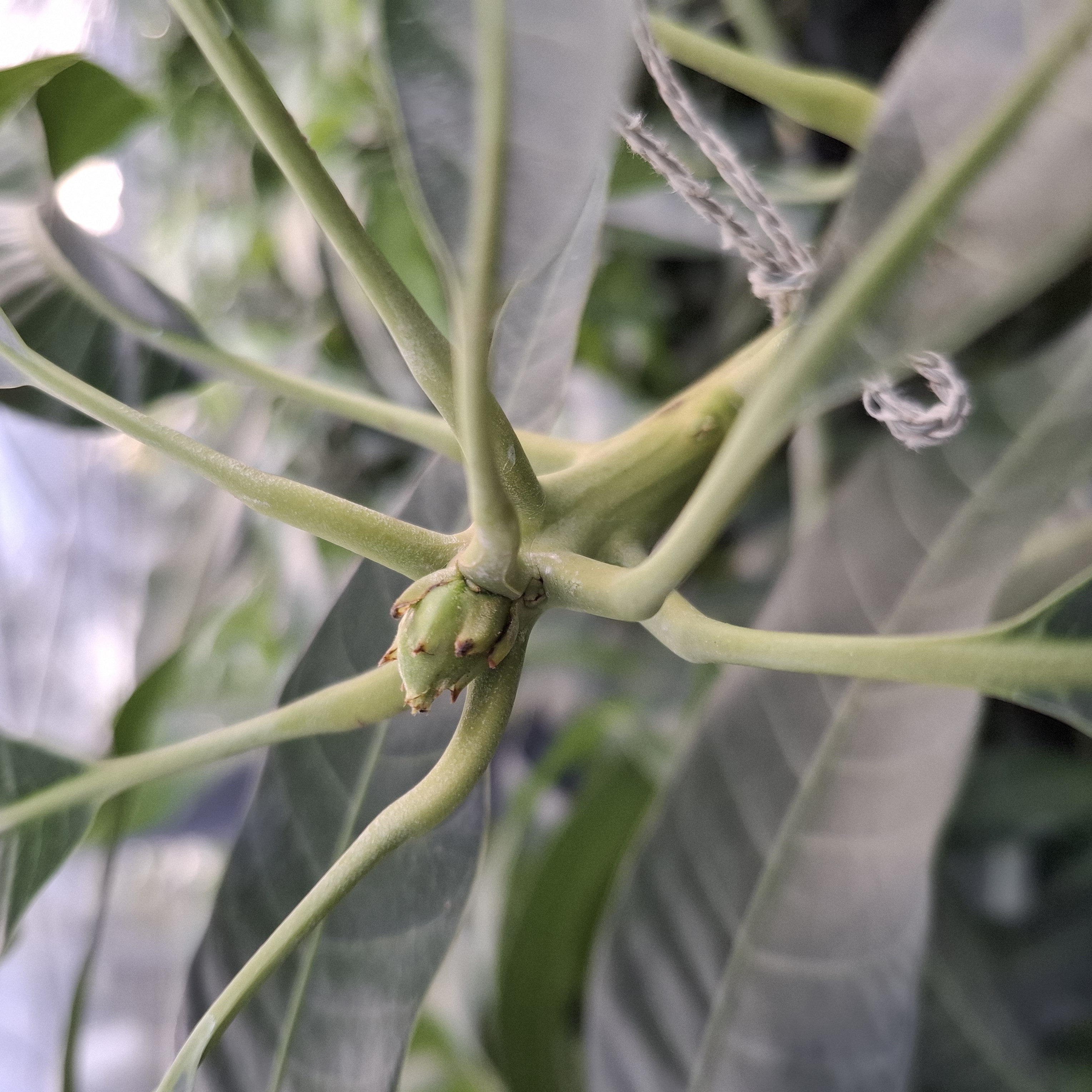 全ての木が動いてきました。