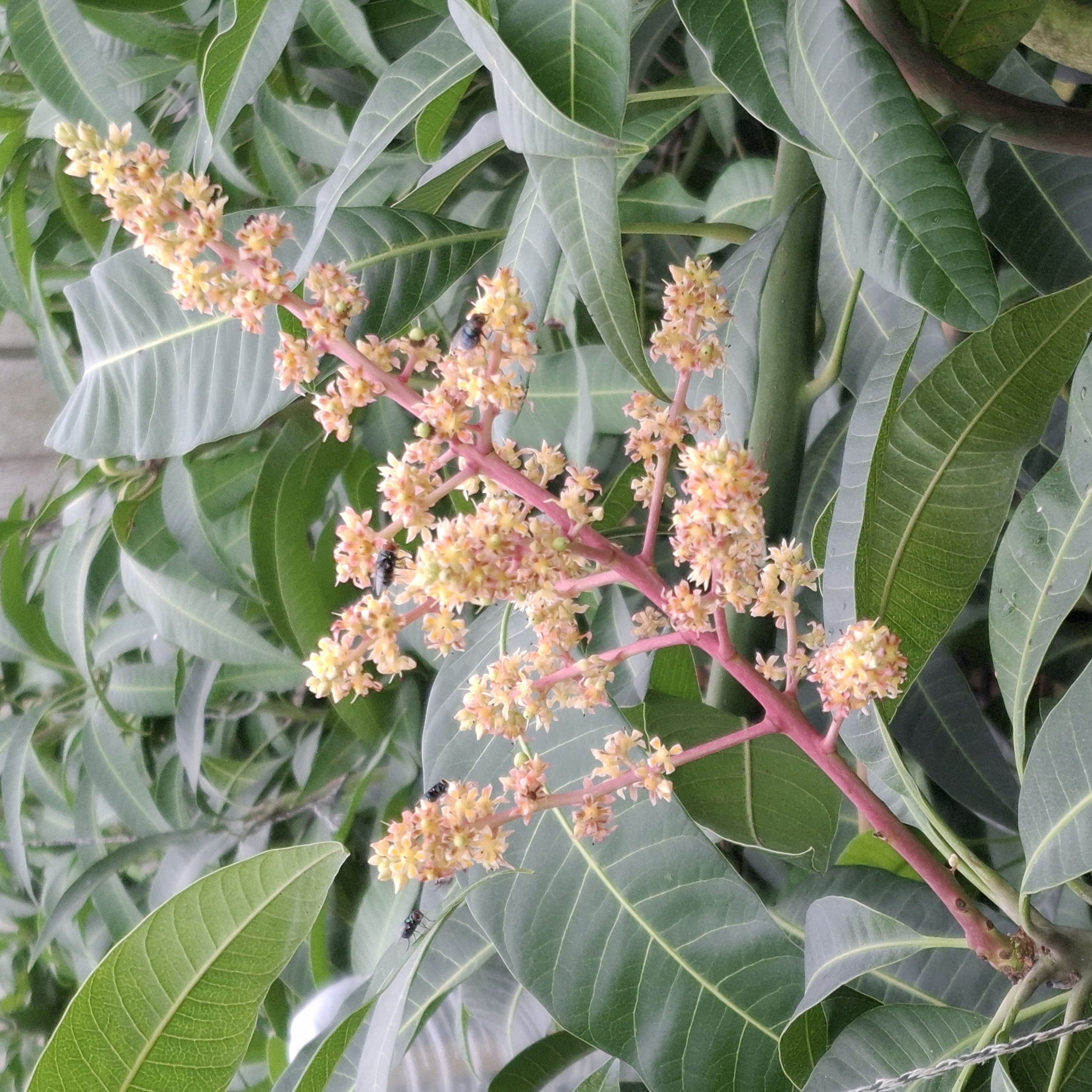 マンゴーの花芽