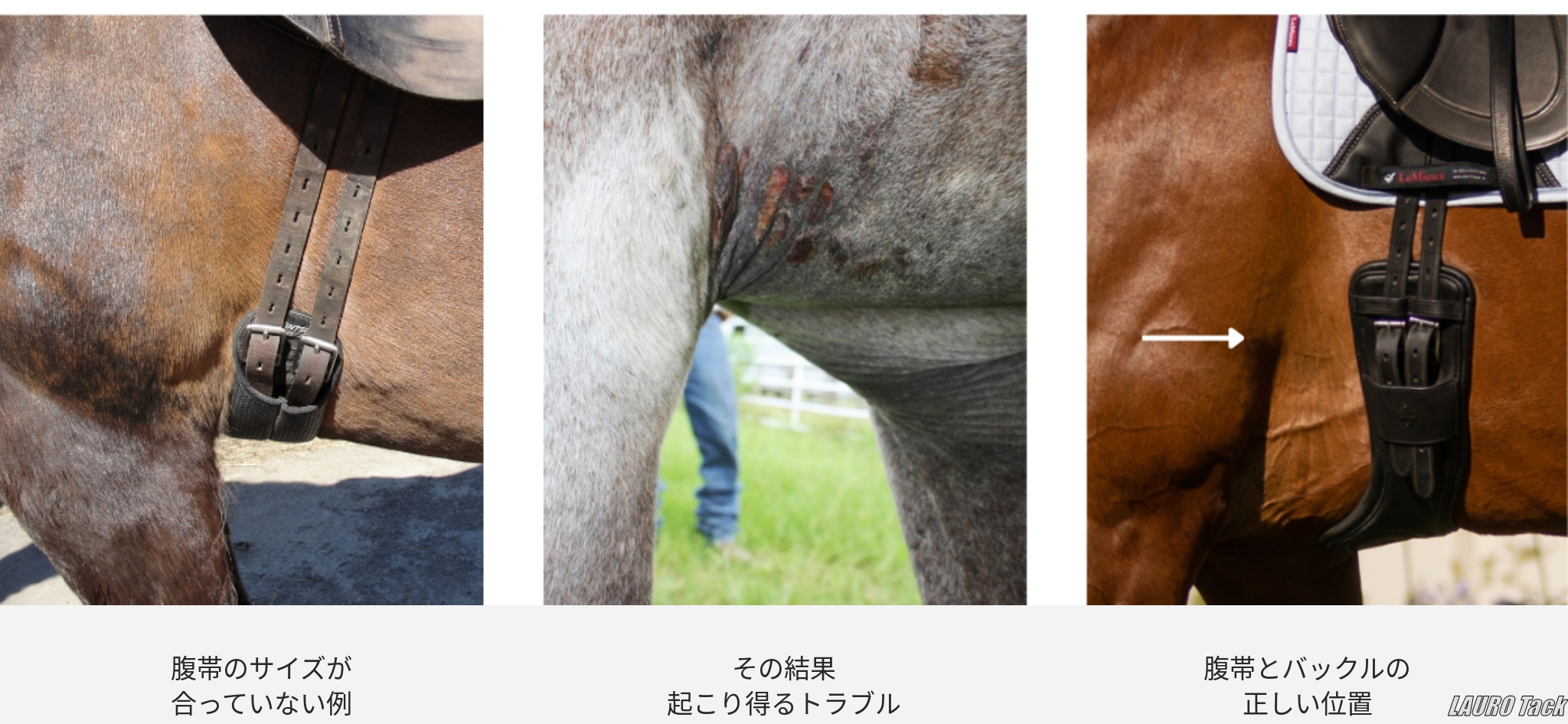 「腹帯、ちゃんと選んでいますか？」実はとても大事な馬具「腹帯」の選び方