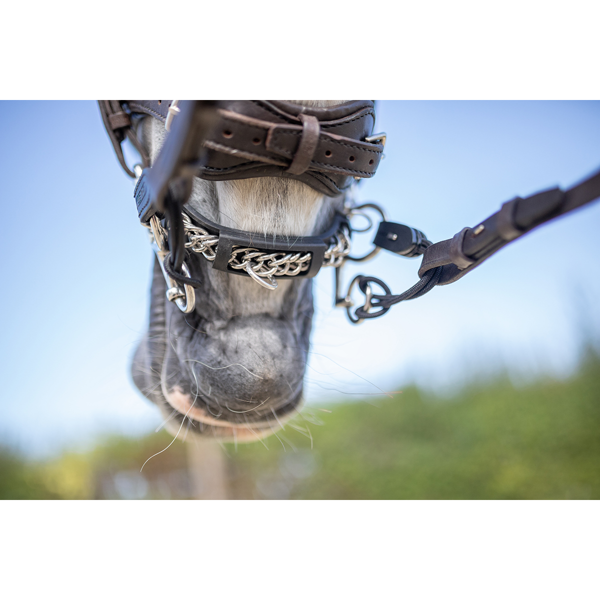 【ブランド紹介】HS Sprenger  金属加工の技術から生まれた、ドイツ発の馬具ブランド