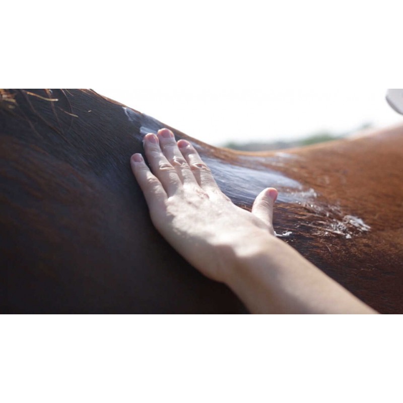 🐎 脚・蹄・疲労ケアは「あと回し」にしない  │ RAVENEで整えるアフターケア3選