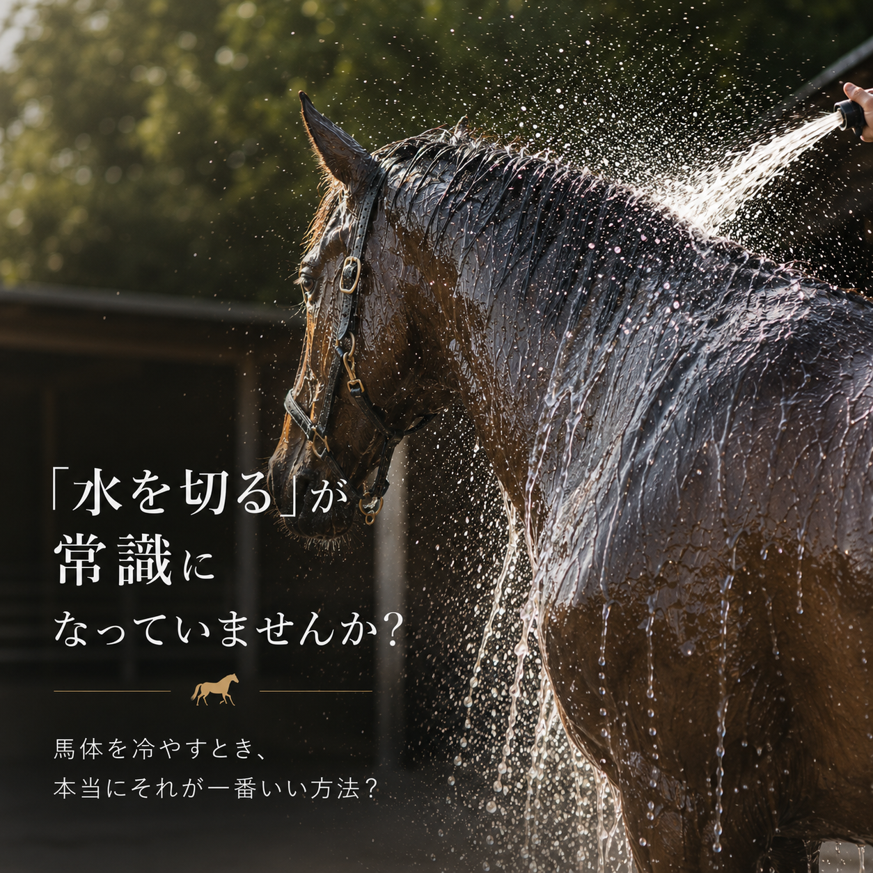 馬体を冷やすとき、水切り(汗こき)は本当に必要?JRAと海外の記事から考える乗馬の常識