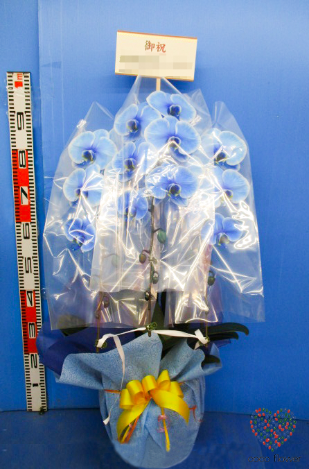 【バックナンバー】2020.12.16 青の胡蝶蘭を納品させて頂きました